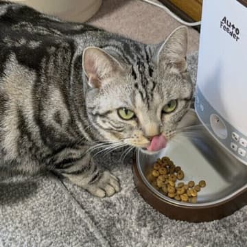 療法食は与えてOK？　猫の「腎臓ケア」に関するギモンに専門家がお答え