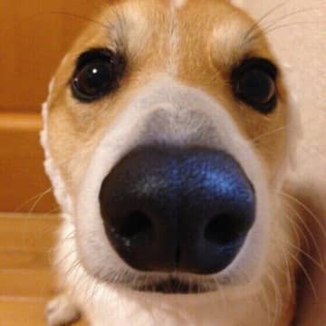 犬のアジソン病（副腎皮質機能低下症）の原因と症状、治療法 クッシング症候群との違いとは？