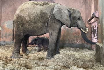マルミミゾウ、アオと命名　広島、8月生まれ夏空由来