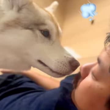 おならの音を『口で真似した』結果→大型犬が…面白すぎる『まさかの反応』が430万再生「最近で1番笑ったｗｗ」「どういう感情なのｗ」と絶賛