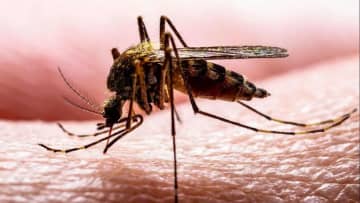 「ロンドン地下鉄の蚊」の起源、通説より大幅に古い可能性　新研究