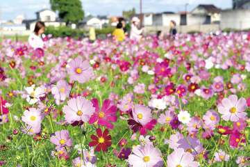 秋風に揺れるピンクや白の花　埼玉・春日部の公園でコスモス見頃に　来月上旬まで楽しめそう　入園無料