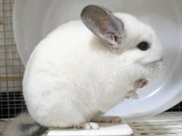 ごはんが頭に刺さっちゃった！？　衝撃的なチンチラの姿に「真剣白刃取れない」「かっ、貫通…」とSNS騒然