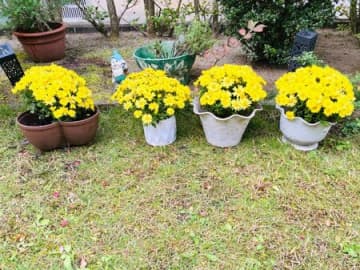 菊を長持ちさせるコツ！たったこれだけ〜
