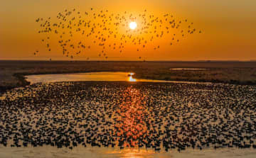 中国黒竜江省に渡り鳥飛来　水辺の生息地に活気