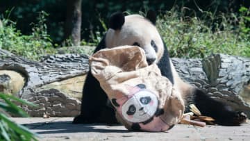 パンダのシャンシャンがぬいぐるみ遊び　中国四川省