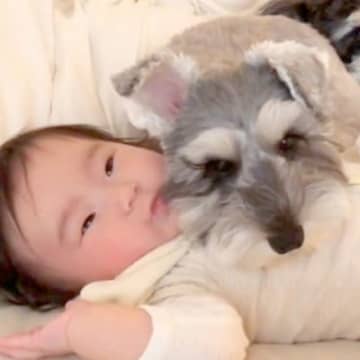 犬が『赤ちゃんを枕にした』結果…思った以上に尊い『まるで守っているかのような光景』が18万再生「優しさが伝わる」「匂いが大好きなんだね」