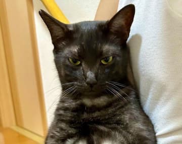 自分でおねだりしたのに、抱っこされたら“ムスッ”！　ほぼ毎日見られる元保護猫の表情にクスッ