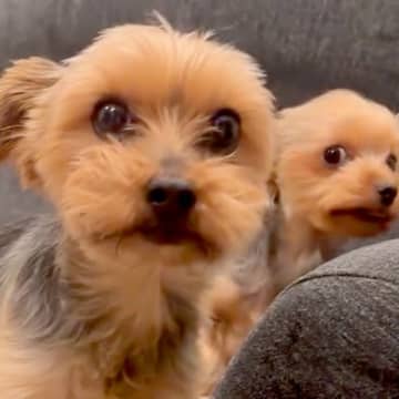 イタズラした2匹の犬にブチギレた結果→反省したかと思ったら…『衝撃的な行動』に吹き出すと13万再生「完全に笑かしにきてる」「爆笑したｗ」