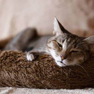猫を長生きさせる『寝床』の条件5つ　快適な睡眠に欠かせないこととは？
