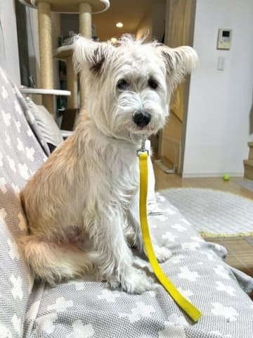 警戒心の強い元野犬をお迎え→徐々に人に対する警戒心が薄れ、ご近所の方々に愛される散歩が大好きな犬に！