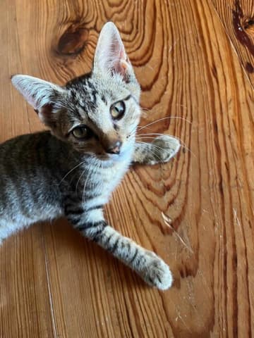 やや痩せ気味で風邪を引いていた推定生後3カ月の保護子猫→健康に大きく成長した1年後の姿にほっこり！