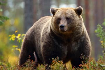 クマが家で飼っていた “柴犬” を咥えて『山に逃亡』飼い犬は見つからず ネットで話題になりコメント殺到「リード引きちぎったってこと?やばくないか、、」「熊がかわいそう、熊を殺すなとかクレーム言ってる人は今回の件をどうとらえるんだろう。犬はかわいそうじゃないのかな?」