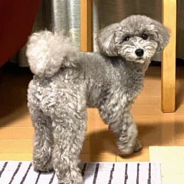 何気ない行動が骨の負担になる！犬にさせるべきでないNG習慣とは？