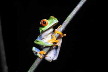 【コスパ最強！コスタリカのファームステイ体験】エコツーリズム発祥の地で“森と生きる”時間 ｜Pierella Ecological Garden滞在記