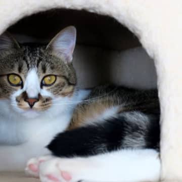 猫が『怖がっている』ときにみせる5つのサイン　怯えた心への寄り添い方も解説