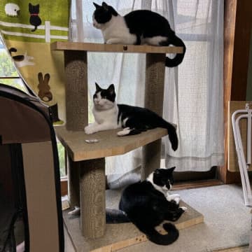 壁をペロペロするのはなぜ？　猫の変わったしぐさに隠された心理