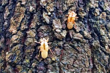 中国人がセミの幼虫を食用のために乱獲、東京と韓国で問題に＝韓国ネット怒り「横暴」「迷惑」