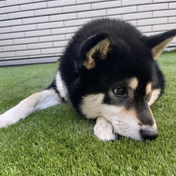 犬が草を食べるとどんな危険がある？ 犬が草を食べる理由と対処法