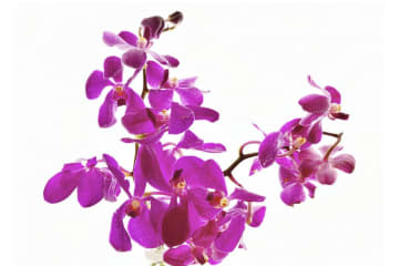10月26日の花とは？【366日の誕生花と幸せの花言葉】