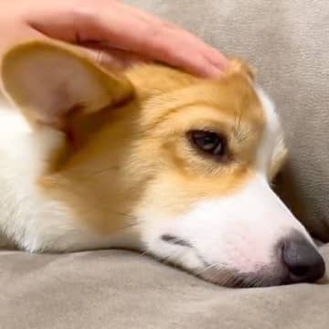 お腹をこわして元気がない犬→心配していたら…『笑顔を取り戻す瞬間』が可愛すぎると46万再生「全てが癒し」「人間がいい意味でアホになる」