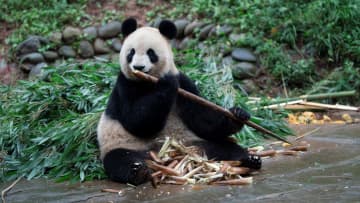 パンダのシンシン、タケノコ手放さず　中国四川省