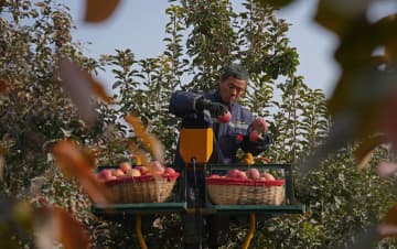 深まる秋、リンゴの収穫が本格化　中国・新疆アラル市