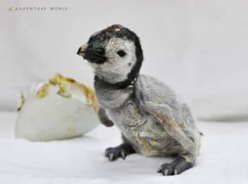 エンペラーペンギンの赤ちゃん、アドベンチャーワールドで4年ぶりに誕生