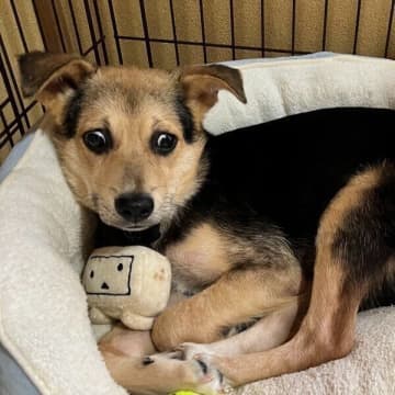 怯えていた野犬の子犬を家族にお迎え→3年後には“自信に満ちた表情”と、たくさんの嬉しい変化が！