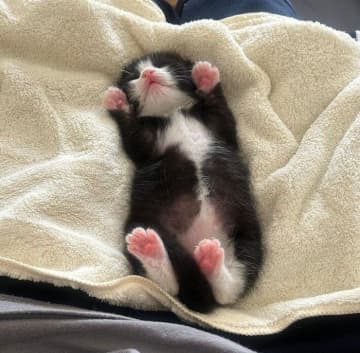 ゴミ捨て場で見つかった生後間もない保護子猫　家族の愛に包まれ“別猫”のように成長！
