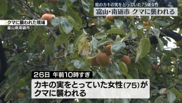 女性がクマに襲われ…腕や頭にケガ　庭の柿の実を収穫中に　富山・南砺市