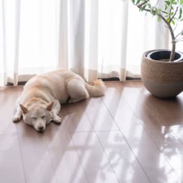 犬が飼い主から『離れて座る』５つの心理　あえて離れる理由や適切な対応までご紹介