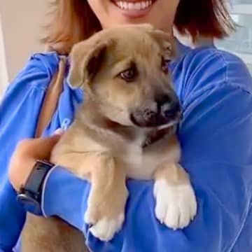 腕に収まっていた『小さな保護犬』を愛情たっぷりに育てた結果…2年後→思わず涙が出る『成長』が53万再生「幸せそう」「可愛すぎる」と反響