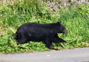 クマ攻撃、うつぶせで重症化回避　負傷は顔や腕に多く、秋田大分析