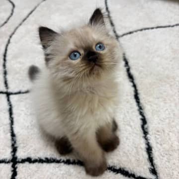小さな体でおもちゃを見つめる生後2カ月の子猫　お迎え翌日の純粋な表情が尊い！