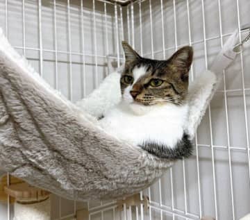 お留守番が長くてちょっとご機嫌ななめ？　“遠い目”で飼い主を見つめる元保護猫が可愛すぎる