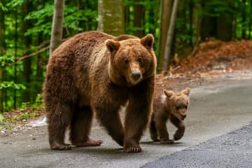 ひろゆき、”クマ被害を減らす方法”を解決策を提言『さっさとメガソーラー規制をやった方がいい』…ネットでも意見様々「ツキノワグマはまぁワンチャン追い払えるけど、ヒグマは絶対に無理だと思う」「単純に熊の数が増えてるんだよ」「メガソーラーやれるほど便利なとこにはクマは来ない。」
