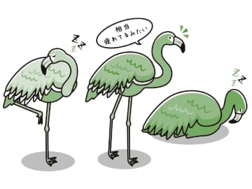 フラミンゴが片脚立ちで寝続ける理由とは？【眠れなくなるほど面白い 図解 鳥の話】