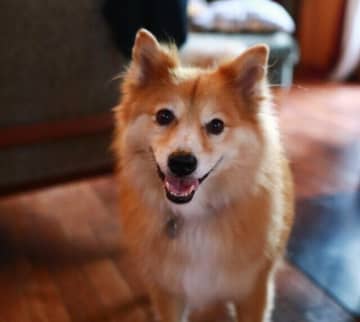 大福と雲海を見に行く【穴澤賢の犬のはなし】