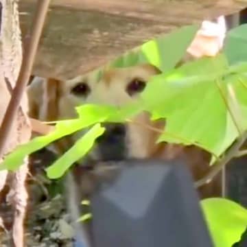 飼い主を亡くした大型犬を保護→小さなしこりを見つけて…里親から伝えられた『思わぬ言葉』に感動「涙出た」「命のバトン…本当にありがとう」