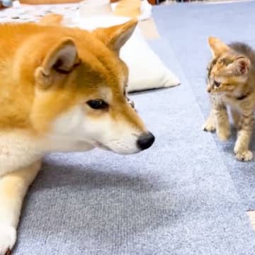 『赤ちゃん猫の育児』に奮闘する犬→数回目の対面で…大胆すぎる『まさかの光景』が尊いと47万再生「打ち解けた証」「素敵」「立派なママ」