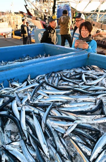福島で秋の味覚サンマの初水揚げ　例年より大ぶり、港に活気
