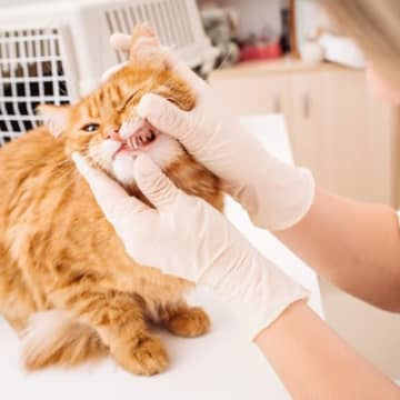 猫の歯を『抜歯』したほうがいいケース3つ　病気の可能性やメリット・デメリットまで解説