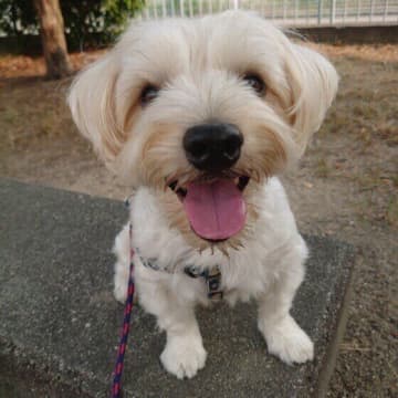 犬が寂しさを感じているときのサイン　 留守番などでみられる“寂しい”サインは？