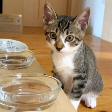 「ごめん寝」は苦しくない？　猫の行動に関するギモンにお答え！