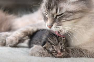 「猫の母親」とは誰? 猫にまつわる英語イディオム(25)