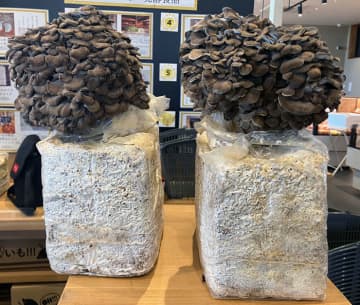 “発酵”コンセプトの複合施設「OH!!!」で創業祭 さつま芋袋詰めや米すくい 多彩な催しでにぎわう