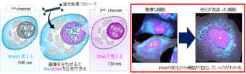 無害な光を用いたイメージングによる細胞内DNA・RNAの同時検出
