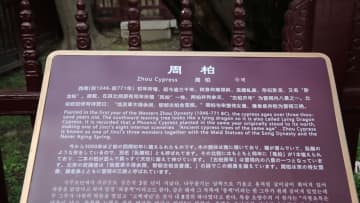 中国・山西省晋祠の歴史的名木、国家級保護リストに登録