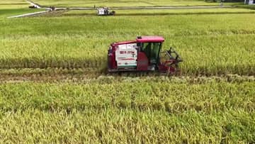 稲の収穫作業たけなわ、機械化推進で農家に恩恵　中国貴州省桐梓県